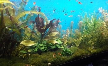 Acuario Vega