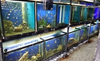 Acuario Vega