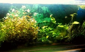 Acuario Vega