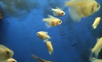 Acuario Vega