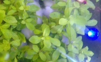 El Acuario LIBRA