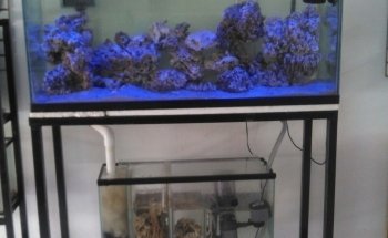 El Acuario LIBRA