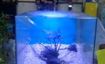 El Acuario LIBRA