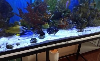 Aquarium sea villa