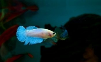 Acuario Fantasia