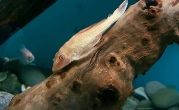 Acuario Fantasia