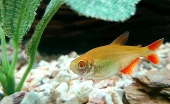 Acuario Fantasia