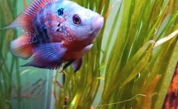 Acuario Fantasia