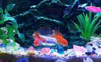 Acuario Fantasía