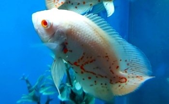 Acuario Fantasia