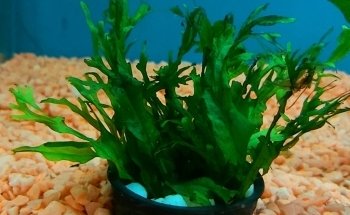 Acuario Fantasia