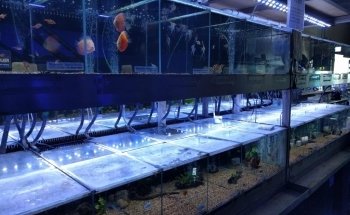 Majestic Aquariums