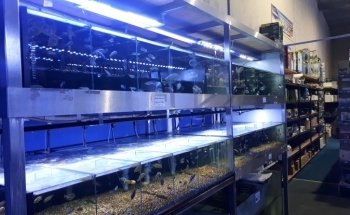 Majestic Aquariums