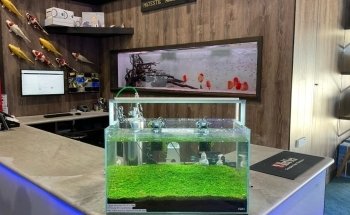 Majestic Aquariums