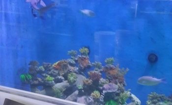 Majestic Aquariums