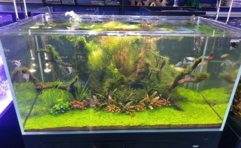 Majestic Aquariums