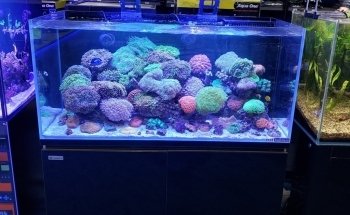 Majestic Aquariums