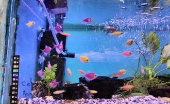 Acuario Pet''s