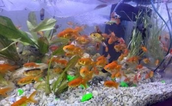 Acuario Pet''s