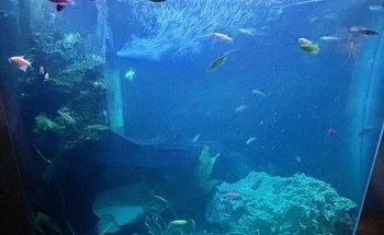 Acuario Pet''s