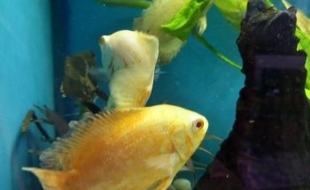 Acuario Pet''s