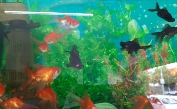 AQUARIO BALLENA AZUL