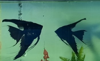AQUARIUS BLUE WHALE