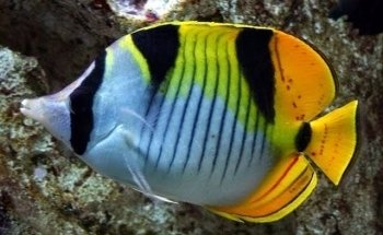 Acuario Amazonas Puebla