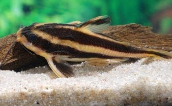 Acuario Amazonas Puebla