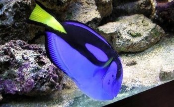 Acuario Amazonas Puebla