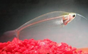Acuario Amazonas Puebla