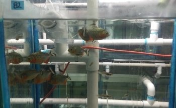 Acuario Amazonas Puebla