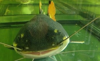 Acuario Amazonas Puebla