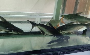 Acuario Amazonas Puebla
