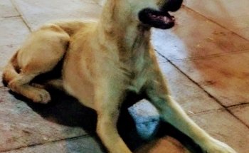 Clínica Veterinaria Tenancingo
