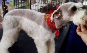 Clínica Veterinaria Tenancingo