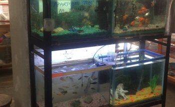 Clínica Veterinaria Tenancingo