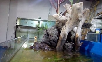 Acuario Q-Pez Diaz