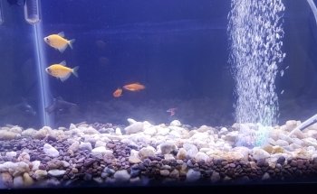 Acuario Q-Pez Diaz