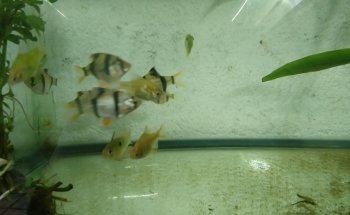 Acuario Q-Pez Diaz