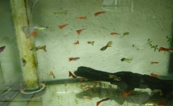Acuario Q-Pez Diaz