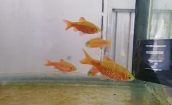 Acuario Q-Pez Diaz