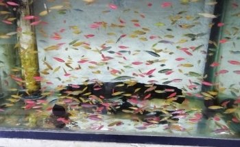 Acuario Q-Pez Diaz