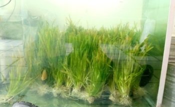 Acuario Q-Pez Diaz