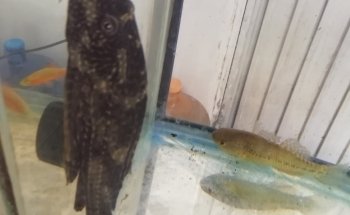 Acuario Q-Pez Diaz