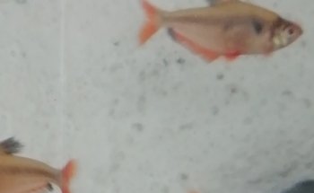 Acuario Q-Pez Diaz