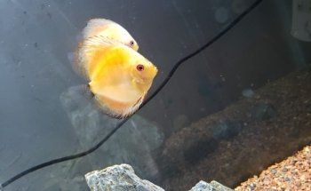 Acuario Black Fish