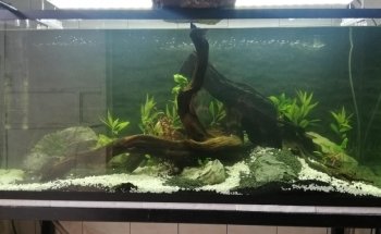 Acuario Black Fish