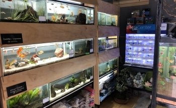 Acuario Black Fish