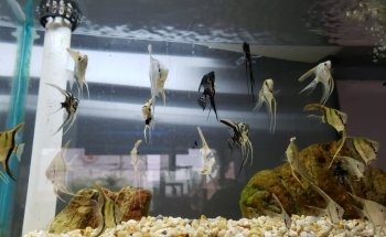 Acuario Black Fish